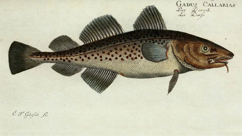 Illustration of Atlantic Cod