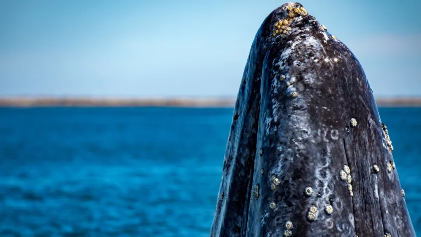 Gray whale migration