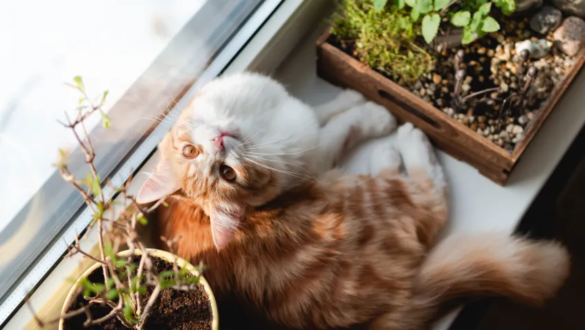 Cat on a windowsill with house plants