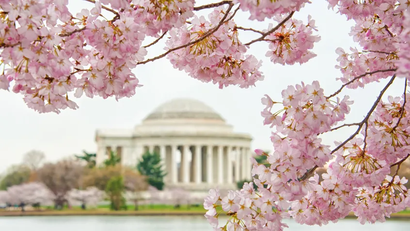 Cherry blossoms blooming near the Jefferson Memorial
