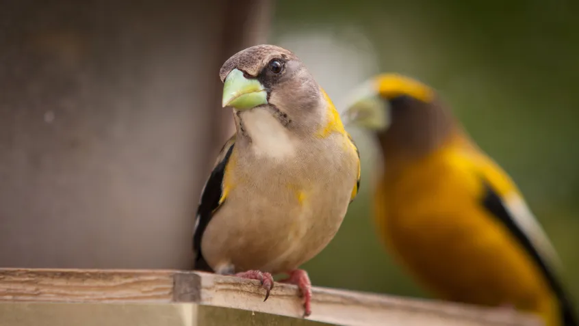 Perched evening grosbeak