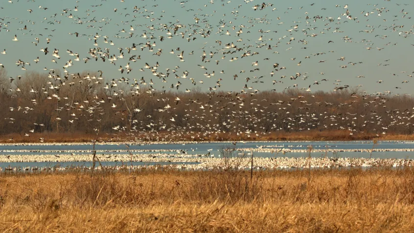 Birds flying in the winter at a marsh