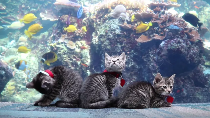 Kittens at the aquarium