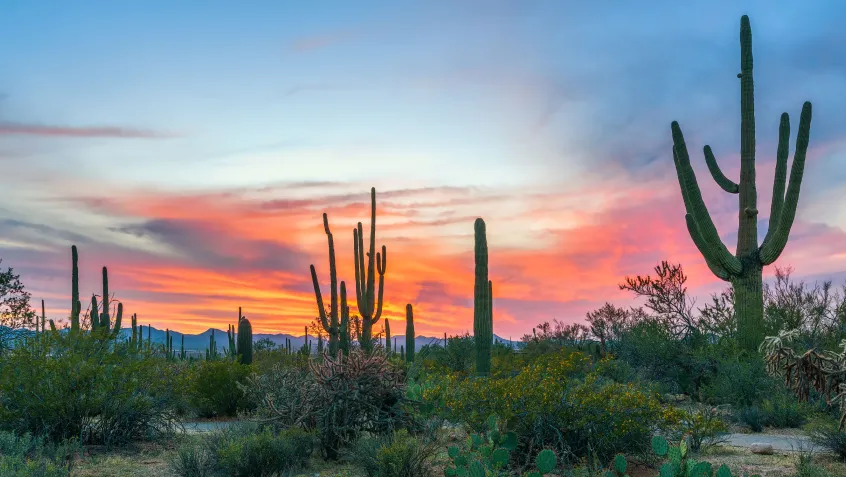 Saguaro National Park