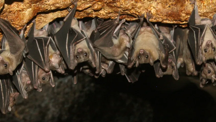 bats hanging from roof of cave