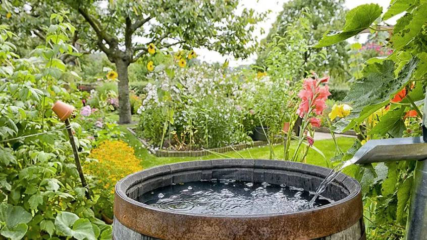 Rain garden