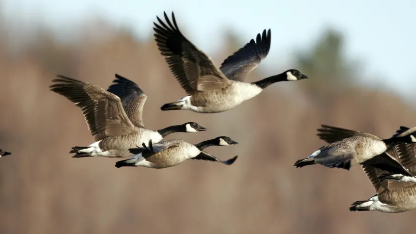 flock of canadian geese in flight