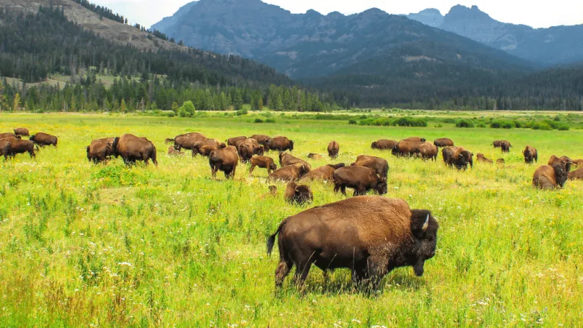 Wild bison in Yellowstone National Park, USA
