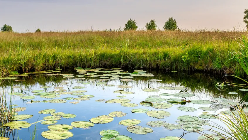 a pond with lily pads surrounded by green prairies and trees