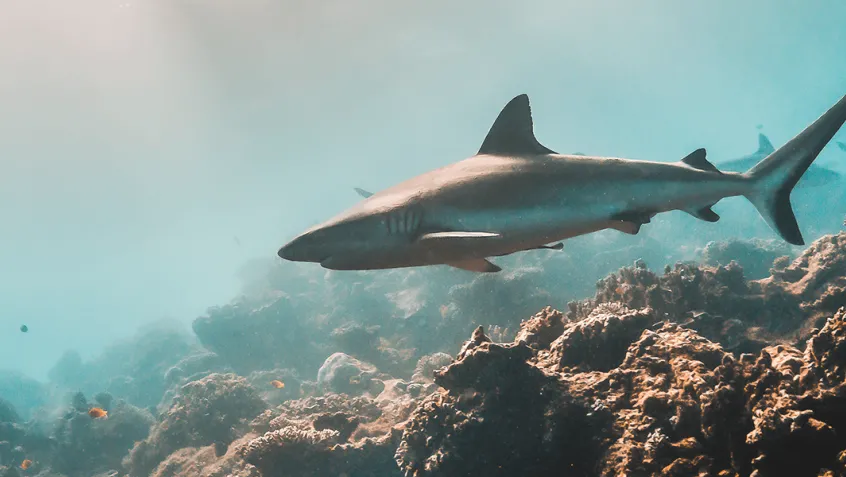 grey reef shark swimming over coral