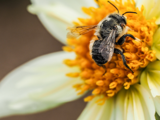 Bee on a flower