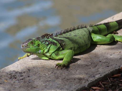 Reptile on rock