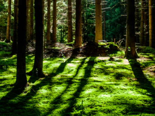 Forest with green lawn and sunlight going through trees