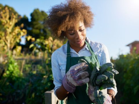 a woman with garden gloves and apron holds freshly pulled kale
