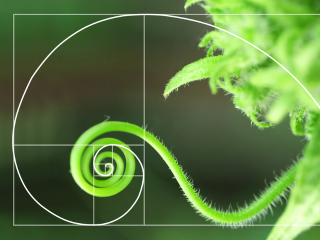 Plant with Fibonacci sequence overlay