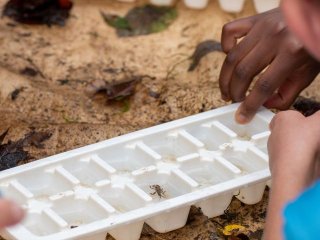 Student examines benthic macroinvertebrates to determine if the river water is healthy.