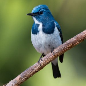 a blue bird resting on a branch