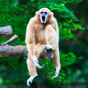 a gibbon calls from sitting on top of a tree branch