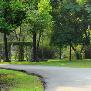 a city park with a path surrounded by trees