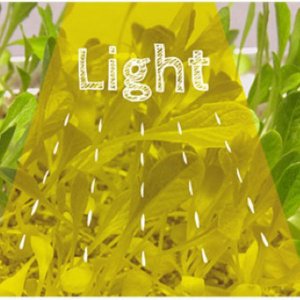 The word light over a tray of seedlings image provided by Carbon Time