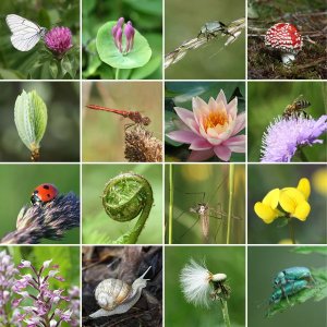different photos of plants and insects representing biodiversity