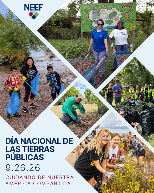 Gráfico oficial del NPLD 2026