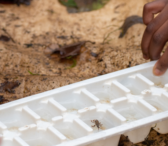 Student examines benthic macroinvertebrates to determine if the river water is healthy.