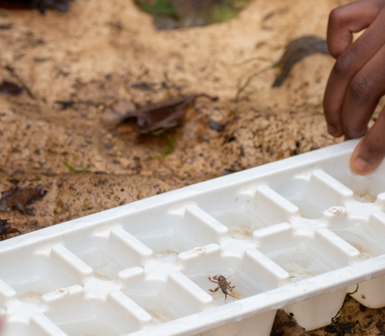 Student examines benthic macroinvertebrates to determine if the river water is healthy. 