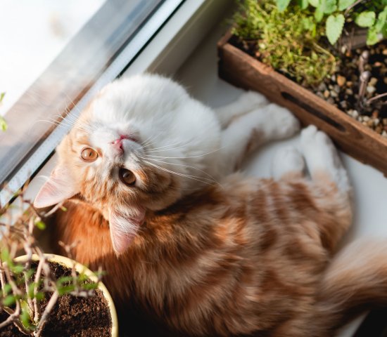 Cat on windowsill