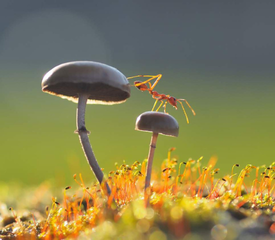 Ants crawling on mushrooms