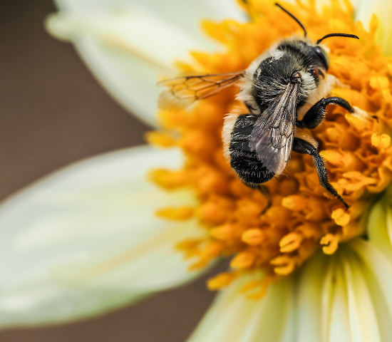 Bee on a flower