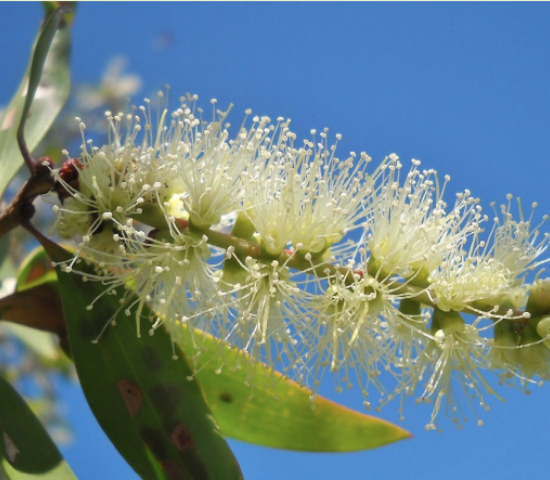 Melaleuca tree flower