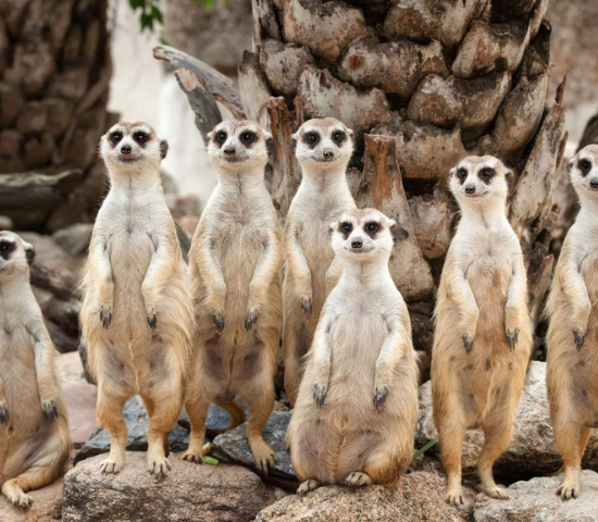 Meerkat family on rocks