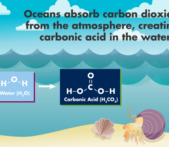 Illustration of shellfish under water