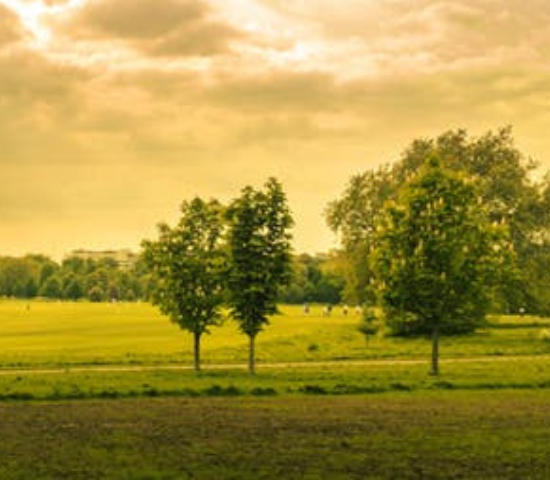 Trees in a green landscape
