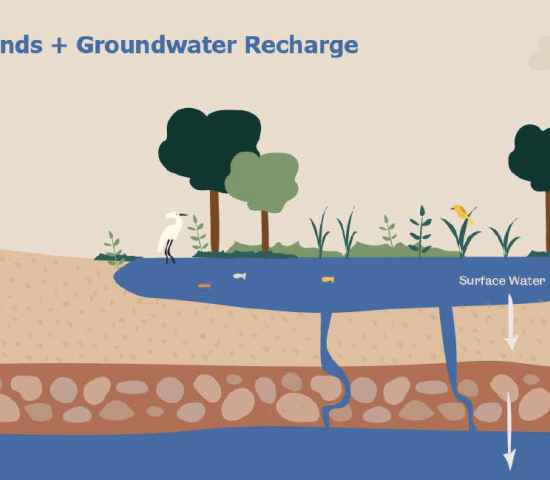 Infographic showing how wetlands help recharge groundwater.