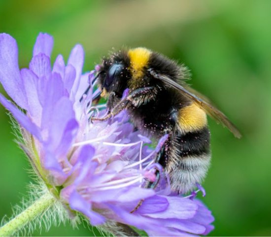 a bee covered in pollen on a purple flower