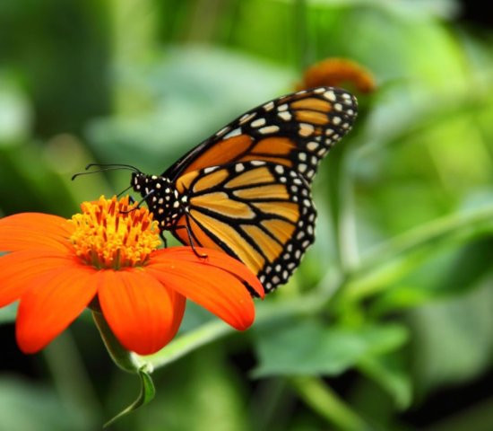 a monarch butterfly sits on an orange flower