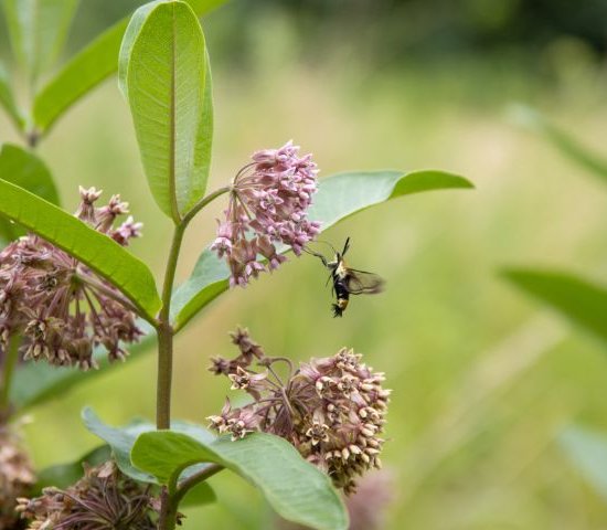 a bee flies to some milkweed