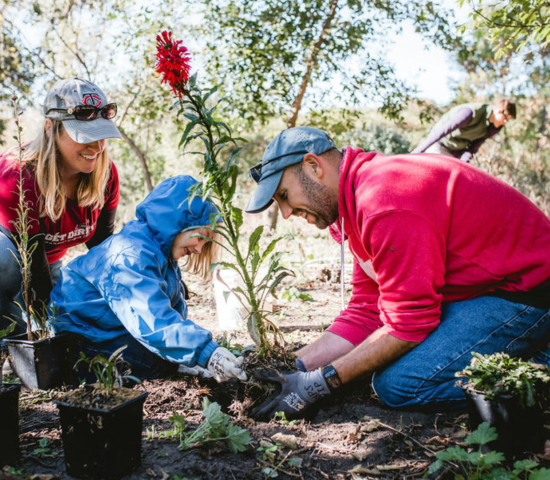 Two parents help their small child plant a large red flower in a park