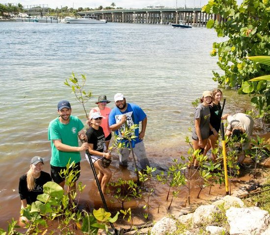 a group of young adults plants mangroves for shoreline conservation
