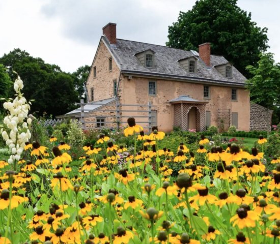 Bartrams Garden Historic House with a garden of yellow flowers in the front of it.