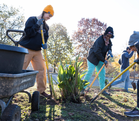people digging up a plant