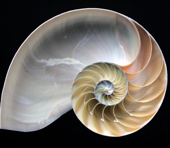 Nautilus shell spiral