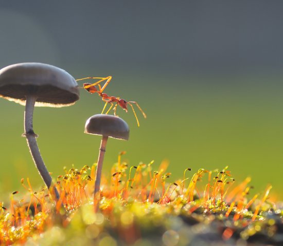 Ant on mushroom