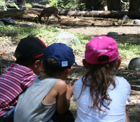 Children and Deer