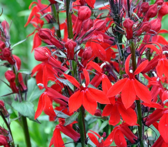 Lobelia cardinalis