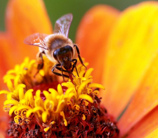 Honey bee pollinating a flower
