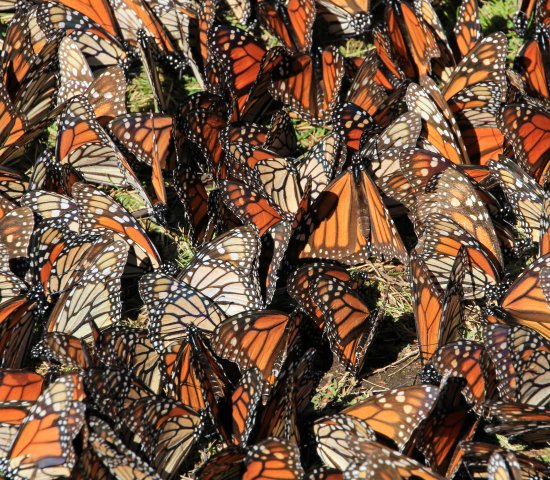 Monarch migration