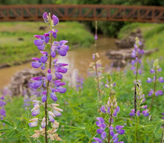 Flower near river and bridge from NEEF grantee project 